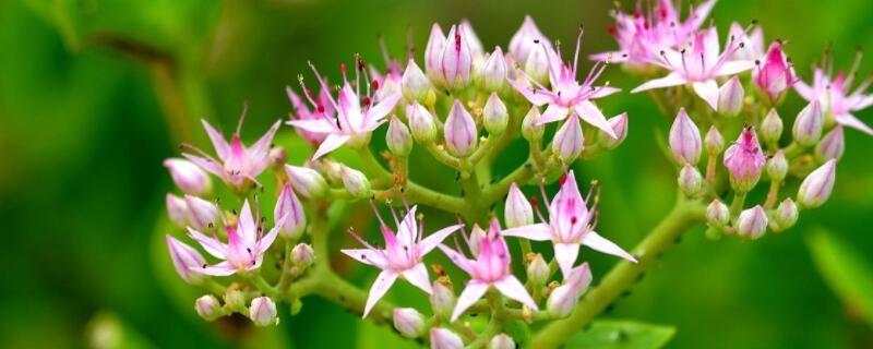 景天花怎么养（景天花怎么水养）