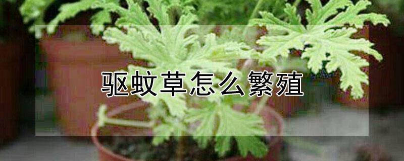 驱蚊草怎么繁殖（驱蚊草怎样繁殖）