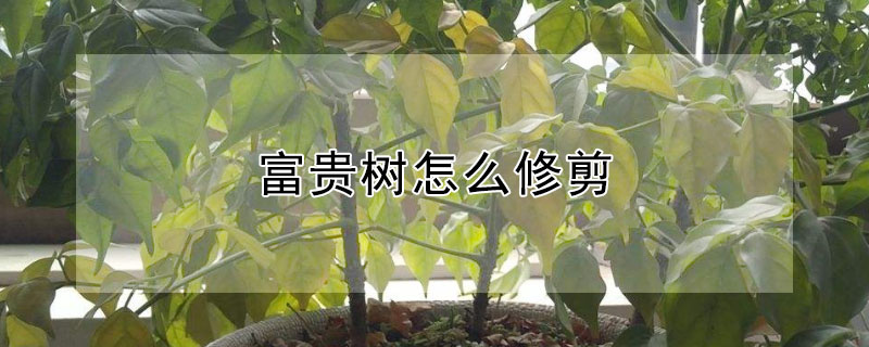 富贵树怎么修剪 富贵树怎么修剪示范
