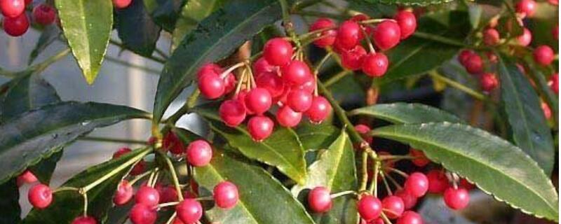 朱砂根怎么施肥 朱砂根什么时候施肥