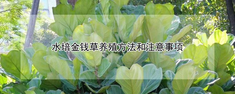 琴叶榕多久能长大 琴叶榕多久可以长大