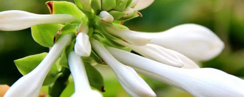玉簪花什么时候分盆 玉簪花开花季节