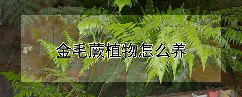 金毛蕨植物怎么养 金毛蕨的养殖方法
