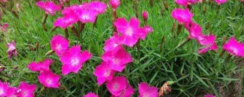 欧石竹怎么扦插长得快（欧石楠扦插多久能长成）