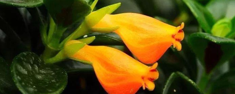 金鱼吊兰干枯什么原因（金鱼吊兰叶子枯萎是什么情况）