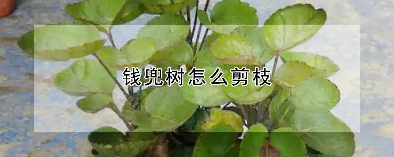 钱兜树怎么剪枝（金钱树怎么修剪）