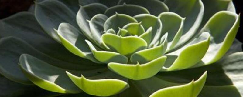 莲花掌怎么修剪（莲花掌开花需要剪掉吗）