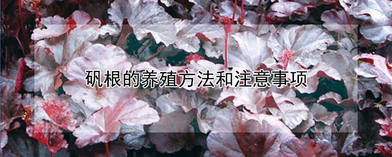 矾根的养殖方法和注意事项（矾根的养殖方法和注意事项有哪些）