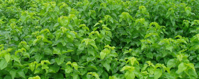 桑树可以嫁接什么果树 桑树可以嫁接吗?