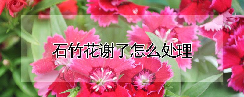 石竹花谢了怎么处理 石竹花干枯怎么处理