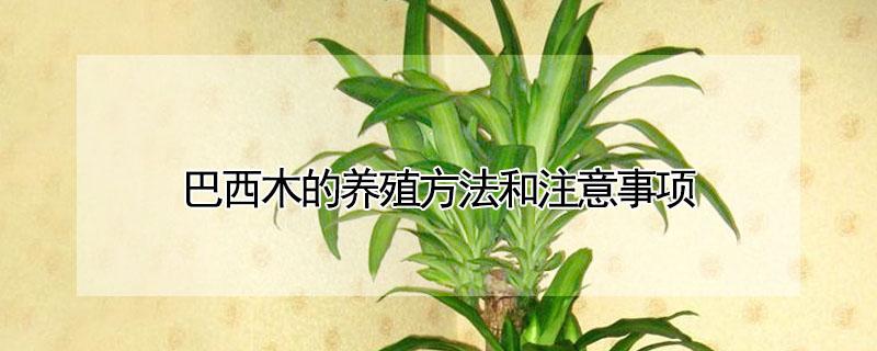 巴西木的养殖方法和注意事项 水培巴西木的养殖方法和注意事项