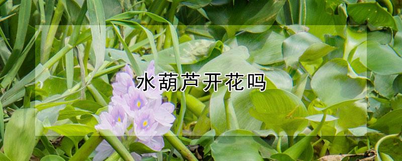 水葫芦开花吗 水葫芦会开花吗开的花长什么样子