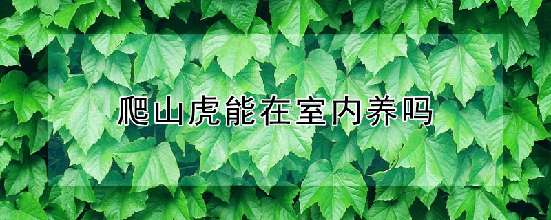 爬山虎能在室内养吗 爬山虎盆栽在家里可以养吗