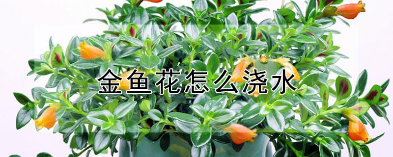 金鱼花怎么浇水（金鱼花浇什么水）