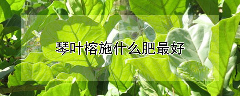 琴叶榕施什么肥最好 琴叶榕施什么肥最好夏季