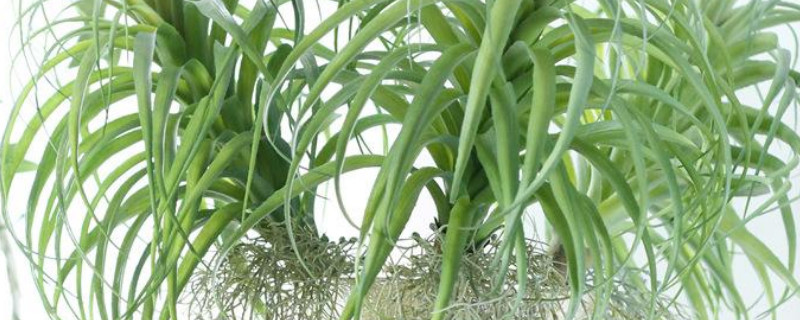 凤梨草是什么草 凤梨草图片