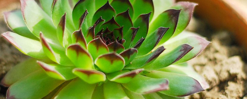 观音莲的侧芽怎么栽 观音莲的侧芽怎么栽视频