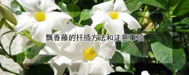 飘香藤的扦插方法和注意事项 飘香藤如何扦插