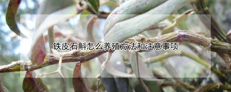 铁皮石斛怎么养殖方法和注意事项（铁皮石斛种植注意事项）