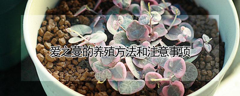 爱之蔓的养殖方法和注意事项（爱之蔓怎么繁殖步骤）