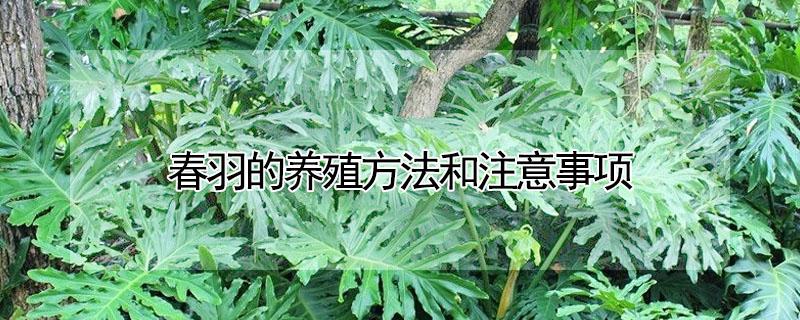 春羽的养殖方法和注意事项（春羽的养殖方法和注意事项有哪些）