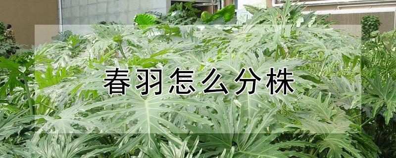 春羽怎么分株 春羽侧芽如何分株
