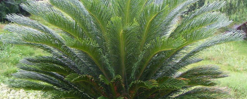 为什么家里不能养铁树（为什么家里不能养铁树养铁树有什么忌讳风水作用详解）