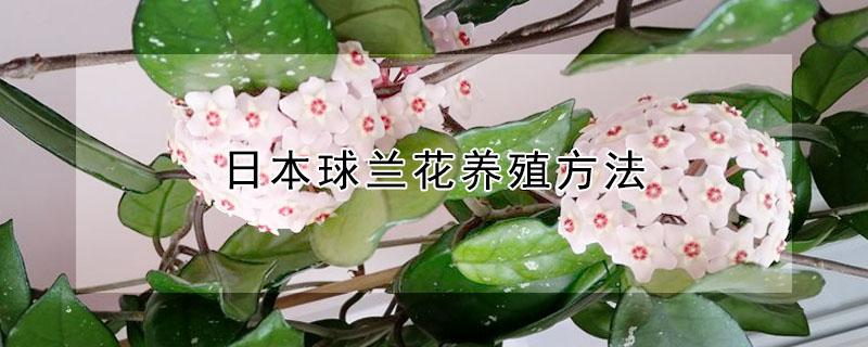 日本球兰花养殖方法（球兰花怎么养殖）