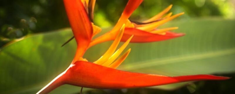 天堂鸟夏季黄叶了怎么办 天堂鸟叶子发黄怎么办