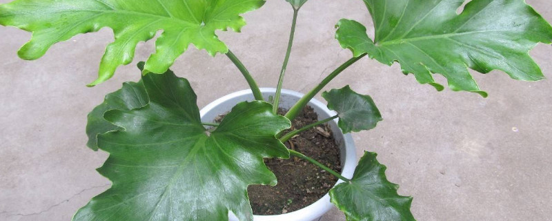 春羽适合浅盆还是深盆 春羽适合多大的花盆