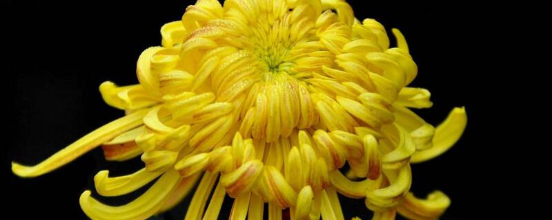 九月菊徒长怎样控制(九月菊的生长过程)