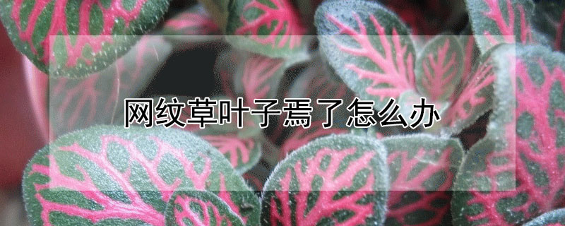 网纹草叶子焉了怎么办（网纹草叶子发软怎么回事）