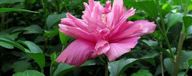 盆栽木槿花的养殖方法和注意事项(盆栽木槿花的养殖方法和注意事项有哪些)