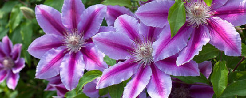 铁线莲的养殖方法和注意事项（铁线莲的养殖方法和注意事项室内养的花）