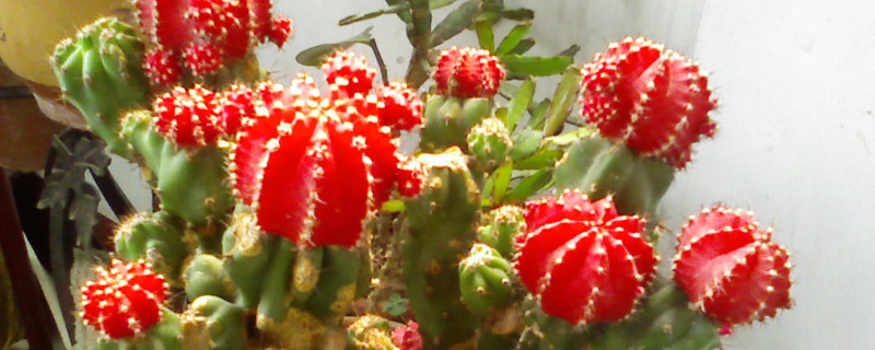 绯牡丹仙人球怎么养 绯牡丹仙人球怎么养才能开花