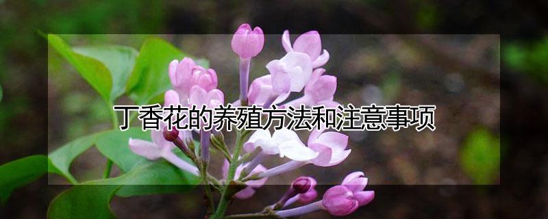 丁香花的养殖方法和注意事项（丁香花的养殖方法和注意事项有哪些）