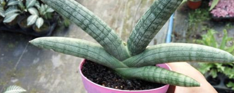 佛手虎皮兰怎样繁殖（佛手虎皮兰花图片）