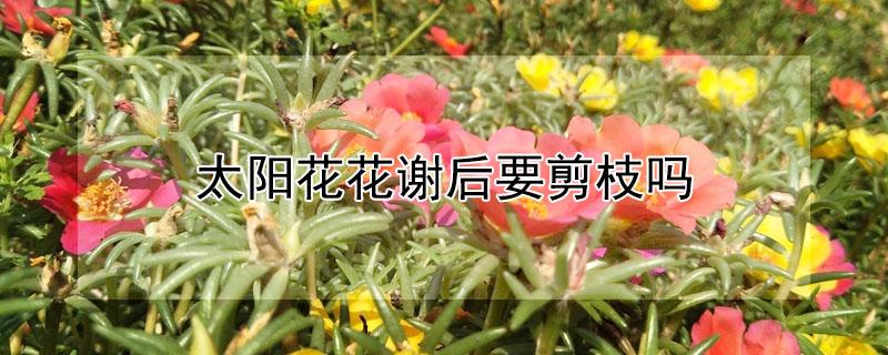 太阳花花谢后要剪枝吗（太阳花谢后要不要剪掉）