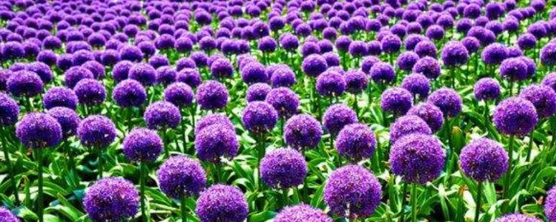 大花葱开花后怎么处理 如何让大葱不开花