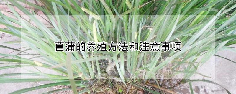 菖蒲的养殖方法和注意事项 地栽唐菖蒲的养殖方法和注意事项