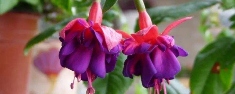 倒挂金钟可以扦插吗 倒挂金钟可以扦插吗?