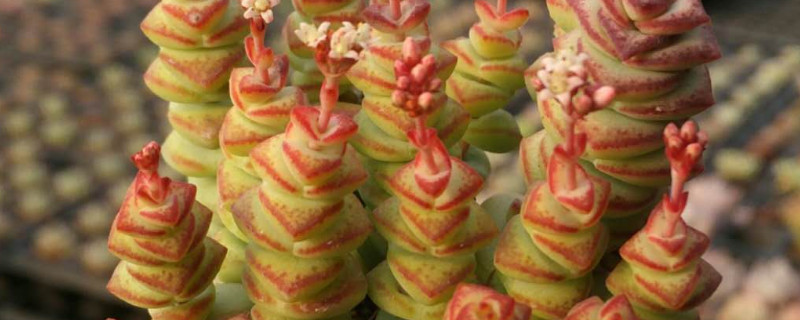 钱串干瘪怎么修根 钱串怎么生根