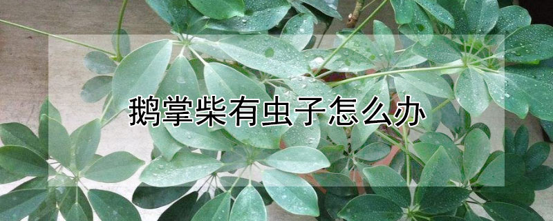 鹅掌柴有虫子怎么办（鹅掌柴长虫怎么办）