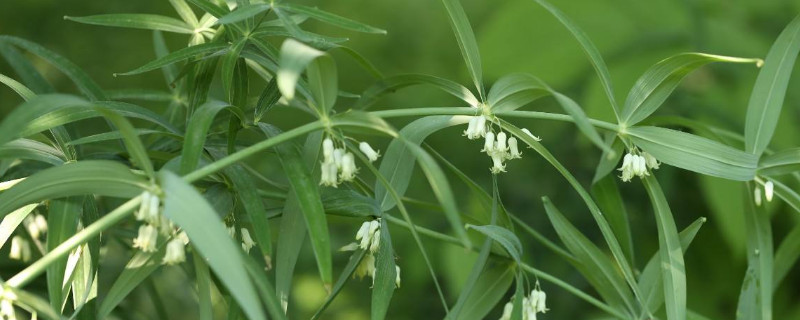 怎么种植黄精(如何种植黄精)