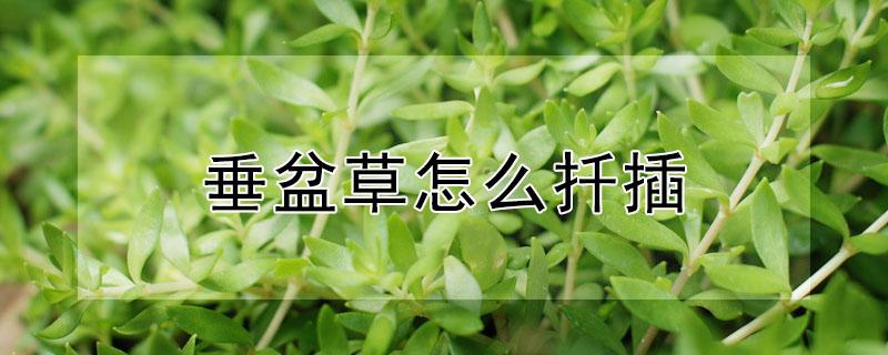 垂盆草怎么扦插（垂盆草怎么扦插?）