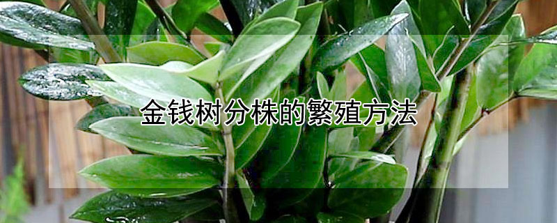 金钱树分株的繁殖方法（金钱树怎么分株分盆移栽）