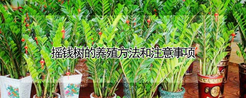 摇钱树的养殖方法和注意事项 多肉摇钱树的养殖方法和注意事项