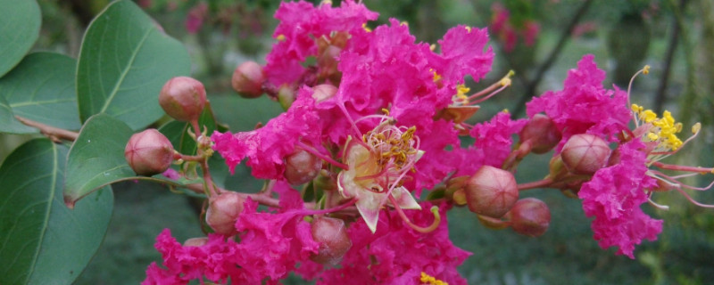 紫薇树怎么长粗快（紫薇树最大能长多粗）