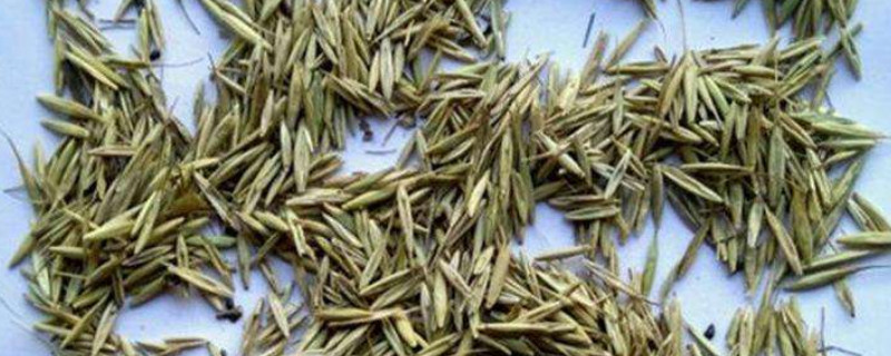 草籽的种植方法（草籽的种植方法和时间）