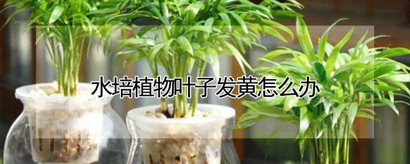 水培植物叶子发黄怎么办 水培植物有黄叶怎么办